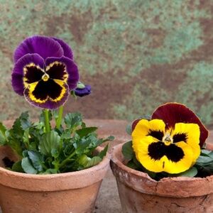 Meet your Posher, Poshpansies